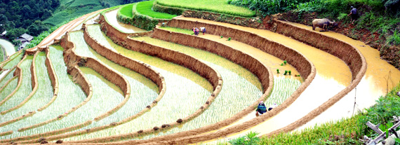 Terraced fields’ beauty in mountainous district